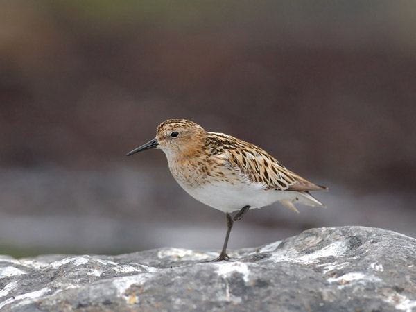 Pikkusirri, Little Stint, Calidris minuta